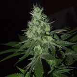 Frosted Madness Weed Seeds Female by Grateful Seeds