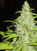 Fruit Cocktail Female Cannabis Seeds by Ultra Genetics