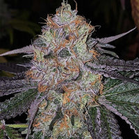 Fruit Dropss Female Weed Seeds by The Plug Seedbank