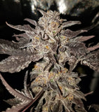 Tropicanna Punch BX1 Regular Cannabis Seeds by Oni Seed Co