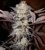 Tropicanna Punch BX1 Regular Cannabis Seeds by Oni Seed Co