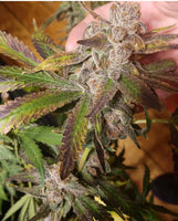 Tropicanna Punch BX1 Regular Cannabis Seeds by Oni Seed Co