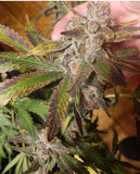 Tropicanna Punch BX1 Regular Cannabis Seeds by Oni Seed Co