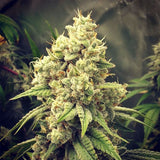 GG Wedding Mints Regular Cannabis Seeds by GG Genetics