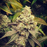 GG Wedding Mints Regular Cannabis Seeds by GG Genetics