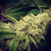 GG Wedding Mints Regular Cannabis Seeds by GG Genetics