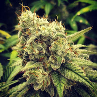 GG Wedding Mints Regular Cannabis Seeds by GG Genetics