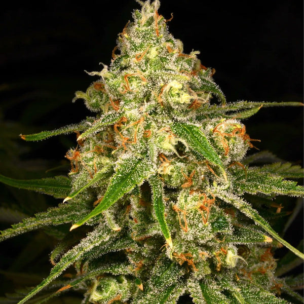 Ginger Tea Feminized Cannabis Seeds by Archive Seedbank