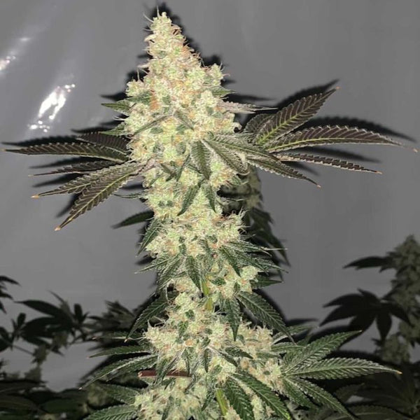 GMP aka Genetically Modified Peachz Regular Weed Seeds by Spitfire Genetics