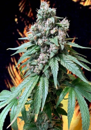 Goodnight Moon Female Cannabis Seeds by Cannarado Genetics