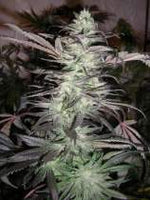 Grape Cobbler Regular Cannabis Seeds by Dark Horse Genetics