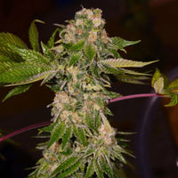 Grape Dosi v2 Regular Cannabis Seeds by Cannarado Genetics