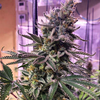 Hawaiian Pizza Female Weed Seeds by Grateful Seeds