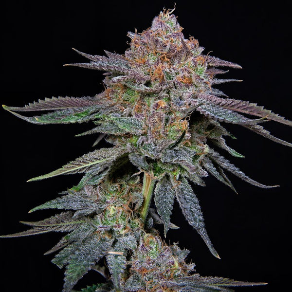 Pineapple R2 Female Weed Seeds by Grateful Seeds