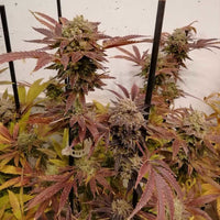 Z Head Feminized Weed Seeds By Grateful Seeds