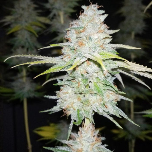 Guava Cake Weed Seeds by Grateful Seeds