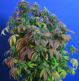 Heavy Duty Fruity Regular Cannabis Seeds by T.H.Seeds