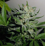 Heavy Duty Fruity Regular Cannabis Seeds by T.H.Seeds