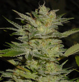 Heavy Duty Fruity Regular Cannabis Seeds by T.H.Seeds