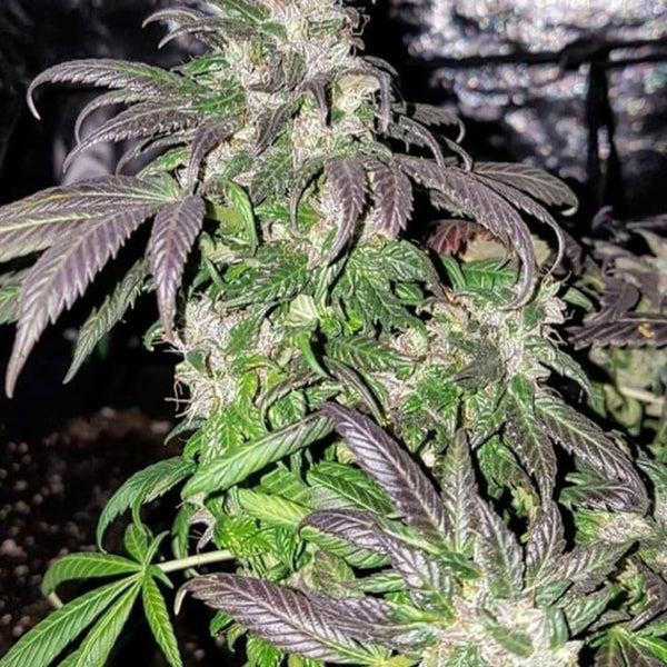 Hindu Kush (Andarab Dist) Regular Cannabis Seeds by Afghan Selection