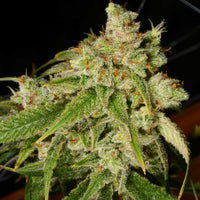 Holy Roller Regular Cannabis Seeds by Archive Seedbank