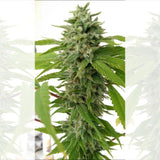 Chem Toffees Regular Cannabis Seeds by Holy Smoke Seeds