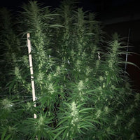 Honey Trees Regular Cannabis Seeds by Prolific Coast Seeds