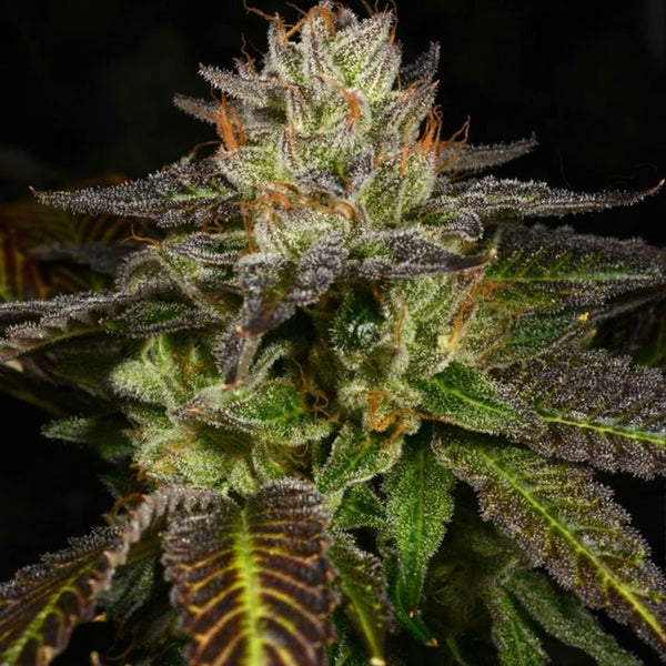 Ice Cream Cone Regular Cannabis Seeds by Archive Seedbank