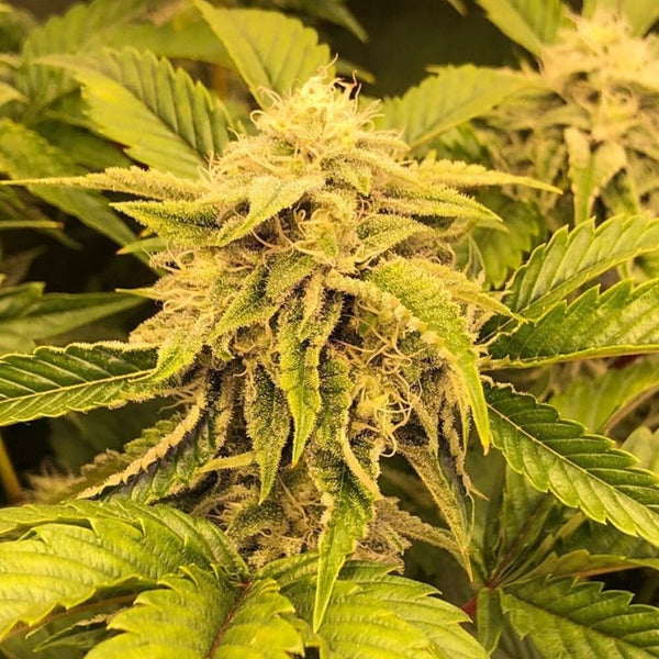 Ice Cream Zundae Regular Cannabis Seeds by Dark Horse Genetics