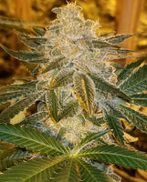 Tropicanna Kush Regular Cannabis Seeds by Oni Seed Co