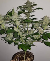 Tropicanna Kush Regular Cannabis Seeds by Oni Seed Co