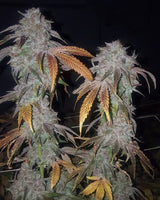 Tropicanna Kush Regular Cannabis Seeds by Oni Seed Co