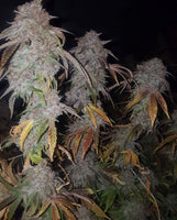 Tropicanna Kush Regular Cannabis Seeds by Oni Seed Co