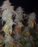 Tropicanna Kush Regular Cannabis Seeds by Oni Seed Co