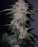 Tropicanna Kush Regular Cannabis Seeds by Oni Seed Co