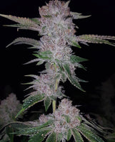 Tropicanna Kush Regular Cannabis Seeds by Oni Seed Co