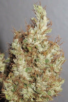 Super Silver Martian Haze Regular Cannabis Seeds by Ultra Genetics