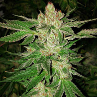 Island G Regular Cannabis Seeds by Oni Seed Co