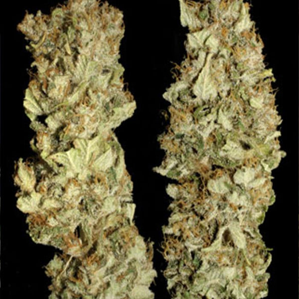 Jacky White Female Cannabis Seeds by Paradise Seeds