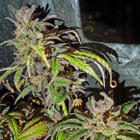 Jelly Cake Weed Seeds Regular by Holy Smoke Seeds