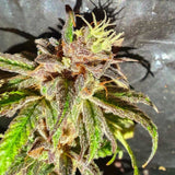 Jelly Cake Weed Seeds Regular by Holy Smoke Seeds