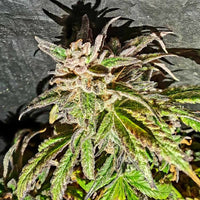 Jelly Cake Weed Seeds Regular by Holy Smoke Seeds