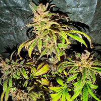 Jelly Cake Weed Seeds Regular by Holy Smoke Seeds