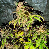 Jelly Cake Weed Seeds Regular by Holy Smoke Seeds