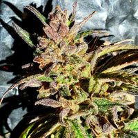 Jelly Cake Weed Seeds Regular by Holy Smoke Seeds