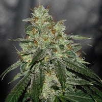 Di Frutti LTD Regular Cannabis Seeds by Karma Genetics