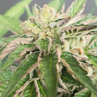 Double Funk LTD Regular Cannabis Seeds by Karma Genetics