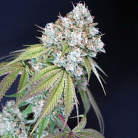 Melo Rado Female Weed Seeds by Karma Genetics