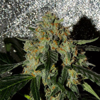 Karma OG Jack Female Cannabis Seeds by Karma Genetics