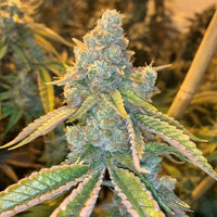 Kez Regular Weed Seeds By Spitfire Genetics